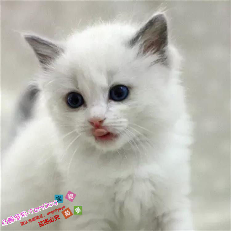 出售纯种布偶猫活体蓝双色海豹重点色手套色赛级布偶幼猫宠物猫g