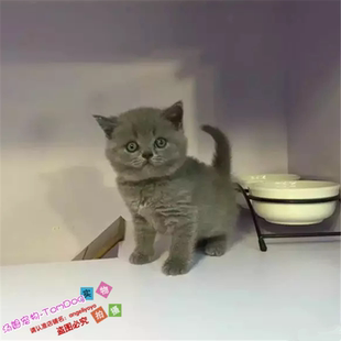猫舍出售英短蓝猫家养活体宠物幼猫英国短毛猫英短猫包健康g