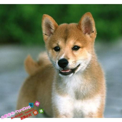 纯种日系柴犬狗狗家养宠物小型犬干净好打理陪伴老人孩子公母g