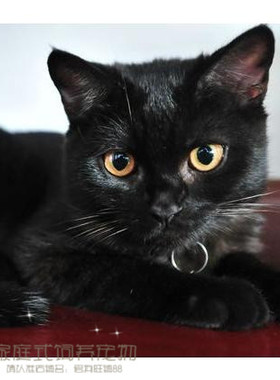 家养猫咪纯正孟买黑猫宠物猫黑色短毛孟买猫幼猫乖巧猫萌猫g