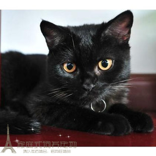 家养猫咪纯正孟买黑猫宠物猫黑色短毛孟买猫幼猫乖巧猫萌猫g