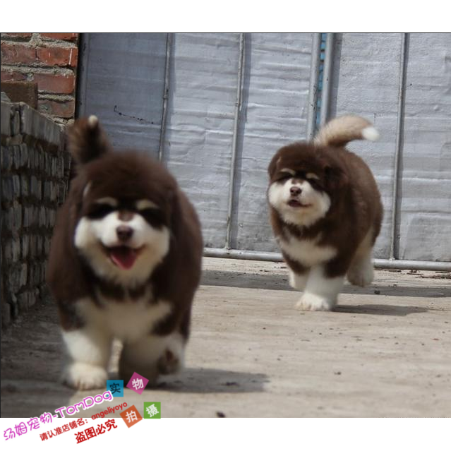 家养十字架桃型脸阿拉斯加宠物狗名犬赛级纯种幼犬活体宠物狗e