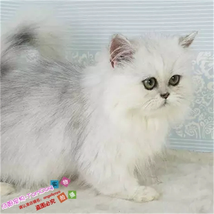 金吉拉幼猫活体宠物金吉拉猫纯种金吉拉家养渐层色立耳金吉拉公y