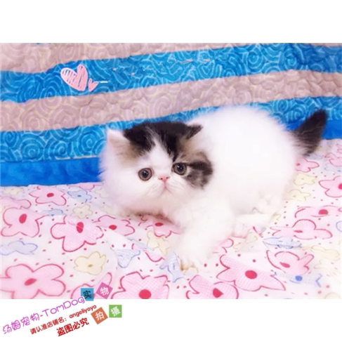 加菲猫宠物猫活体纯种短毛幼猫幼崽红白黑三花三色母猫塌鼻子猫e