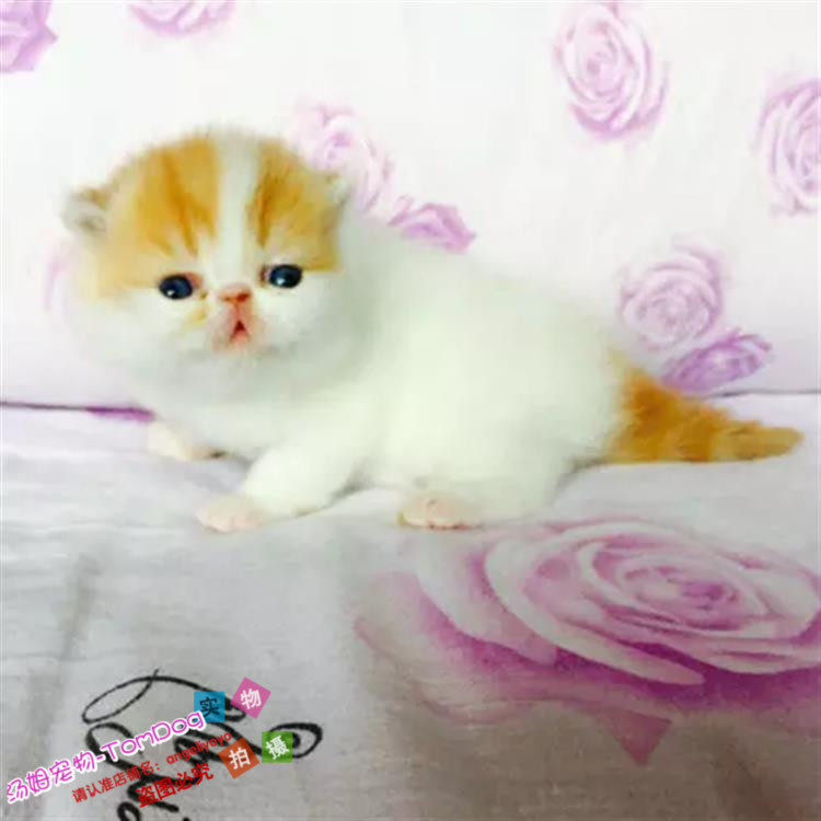 猫舍出售纯种异国短毛猫加菲猫幼猫活体宠物猫净梵加菲猫幼猫o