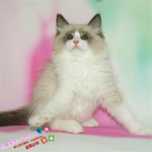 CFA赛级出售布偶猫纯种活体宠物猫幼猫海豹双色山猫奶油色幼崽g