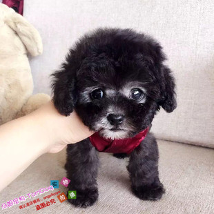 出售纯种泰迪幼犬玩具泰迪犬贵宾犬迷你犬茶杯犬宠物狗狗TD4g