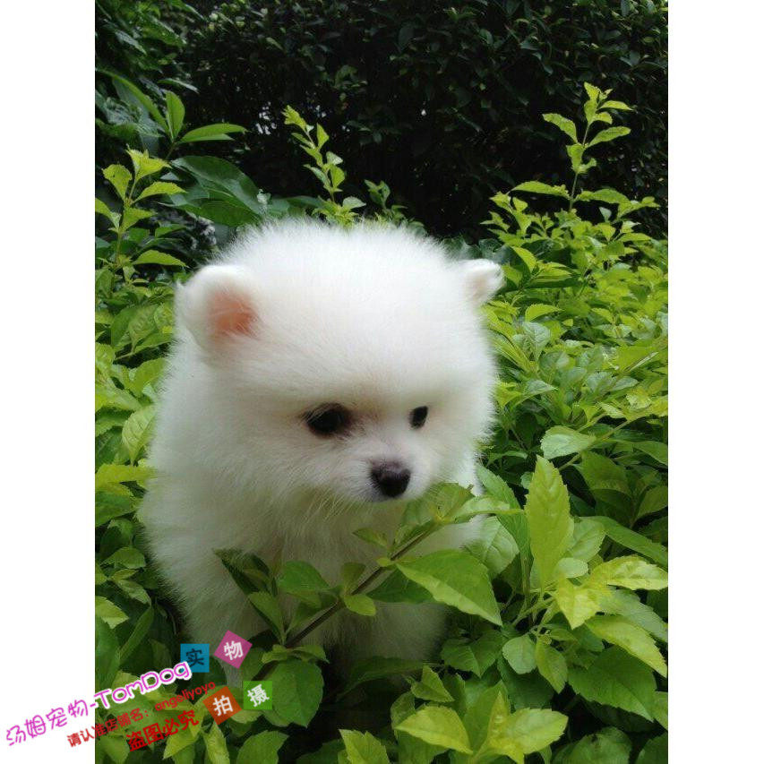 纯白色博美犬纯种茶杯博美日本俊介袖珍球体博美幼犬狗88g