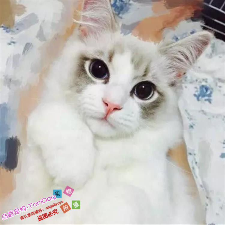 布偶猫海豹蓝山猫双色重点色流星手套布偶猫家养活体g,宠物/宠物食品及用品,猫咪,淘宝优惠券,粉丝福利购,淘宝优惠卷