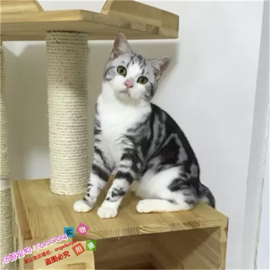 美短起司加白活体幼猫美国短毛猫加白幼猫宠物猫银虎斑猫家养e