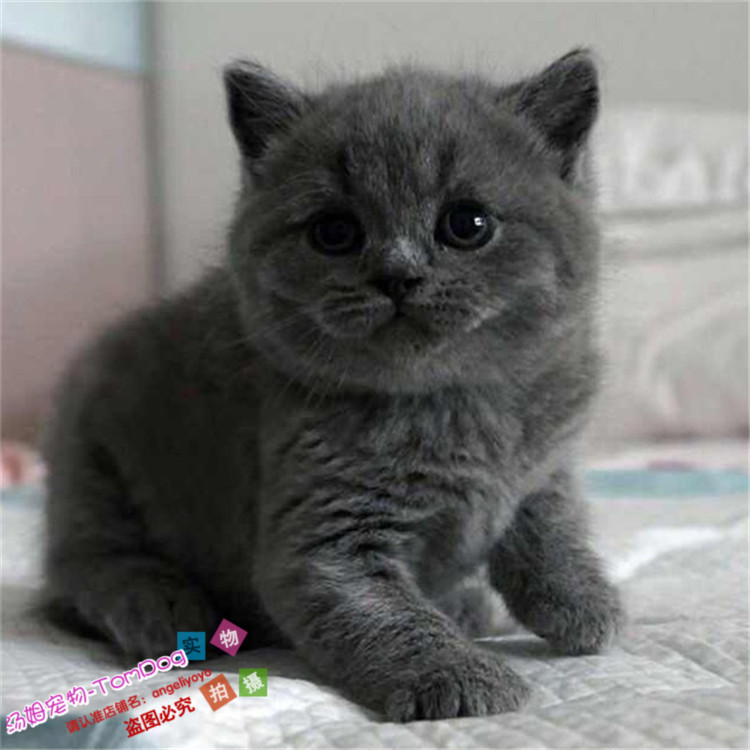 宠物猫英国短毛猫英短蓝猫活体折耳立耳幼猫纯种家养蓝猫活体e_虎窝淘