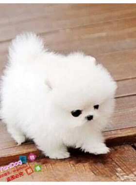 赛级家养纯种博美幼犬袖珍犬迷你狐狸宠物狗可上门挑cg