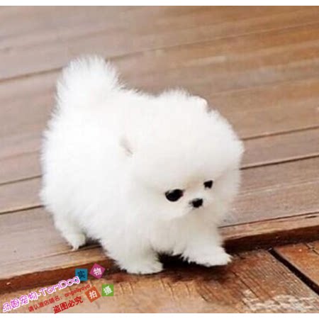 赛级家养纯种博美幼犬袖珍犬迷你狐狸宠物狗可上门挑cg
