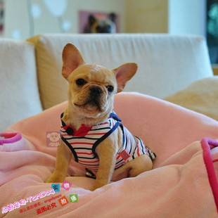 纯种赛级法国斗牛犬迷你斗牛犬奶油色法国斗牛犬幼犬活体宠物狗g