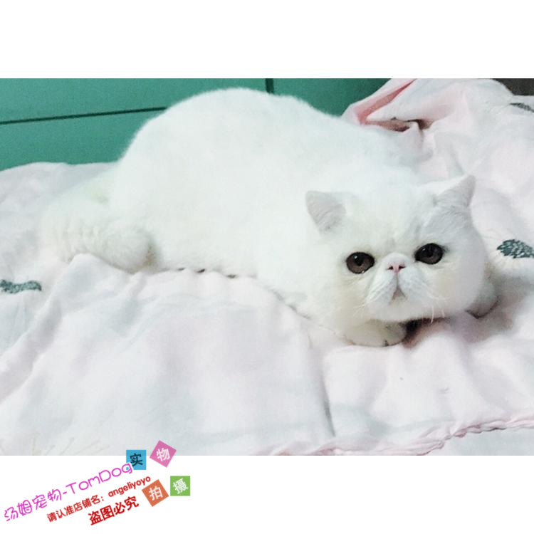 纯种活体宠物加菲猫异国短毛猫纯白色加菲幼猫家养宠物猫出售g,宠物/宠物食品及用品,猫咪,淘宝优惠券,粉丝福利购,淘宝优惠卷