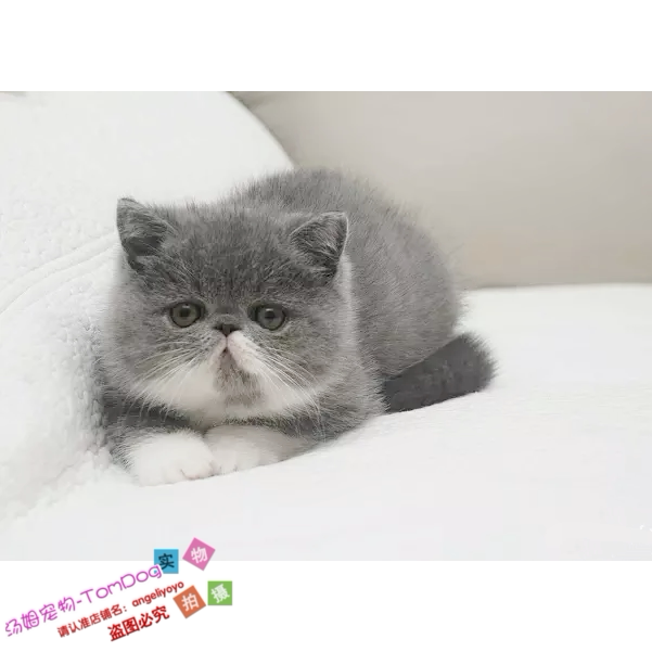 出售加菲猫宠物猫异国短毛猫家养纯种幼猫活体蓝白加菲幼猫弟弟g