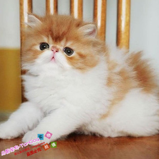 cfa猫舍红白双色波斯猫赛级家养长毛猫咪幼猫活体纯种宠物猫g