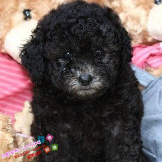 只售家养玩具体灰色泰迪犬幼犬活体宠物狗泰迪幼犬包纯种g