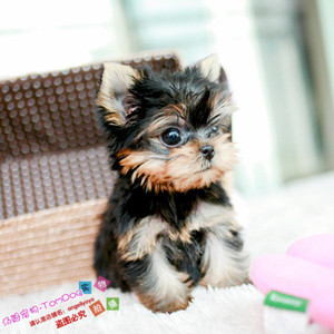 茶杯犬纯种约克夏约克夏幼犬赛级约克夏小体约克夏幼犬L002g