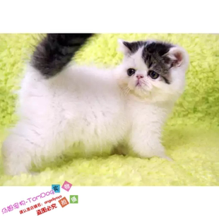 加菲猫宠物猫咪异国短毛猫家养纯种幼猫活纯黑白加菲猫弟弟公猫g