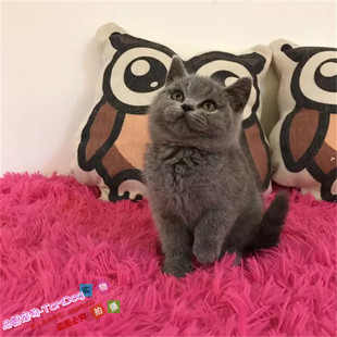 蓝猫英国短毛猫灰猫蓝包子脸纯种英短猫宠物猫幼猫公猫活体出售g