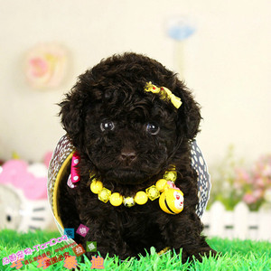 热卖咖啡贵宾玩具宠物狗巧克力泰迪犬宠物活体泰迪熊小型g