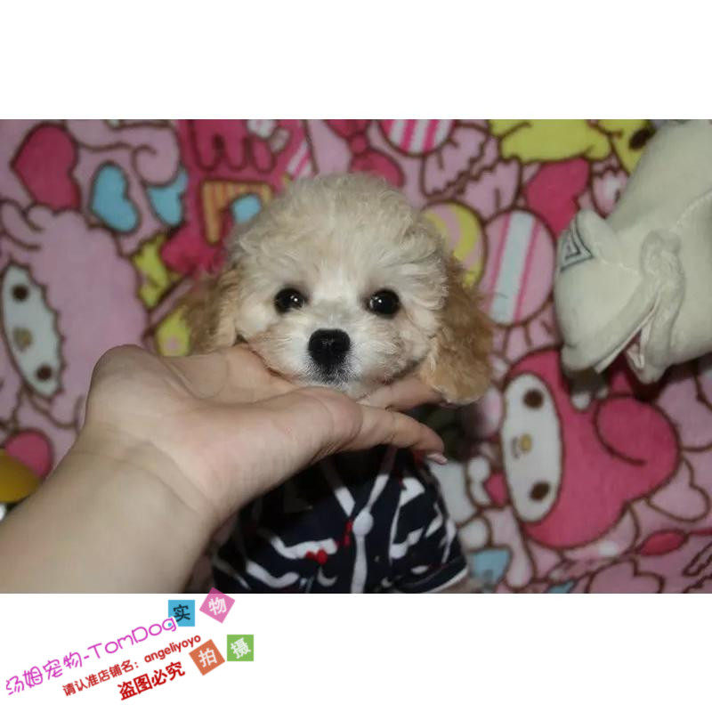 奶油色玩具体泰迪犬活体纯种幼犬家养泰迪狗贵宾犬幼犬g