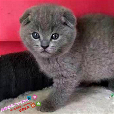 英短猫活体幼猫俄罗斯蓝猫英国蓝猫咪幼崽活体活猫纯种包子脸e