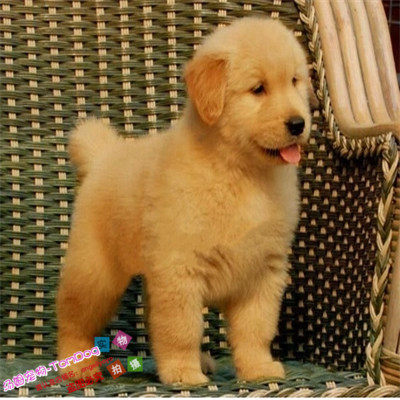 纯种金毛寻回犬幼犬金毛狗狗外地空运支持支付宝血统纯正毛量大g