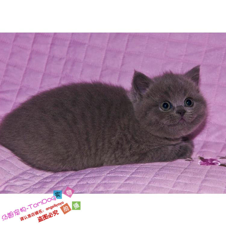 纯种活体家养猫咪英国短毛猫蓝猫纯蓝纯灰猫小猫幼猫活体出售g