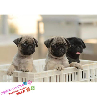 聪明活泼巴哥幼犬活体八哥宠物狗狗血统纯正疫苗驱虫齐家养小狗g