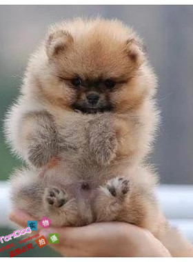 纯白色博美犬纯种茶杯博美日本俊介袖珍球体博美幼犬狗67g