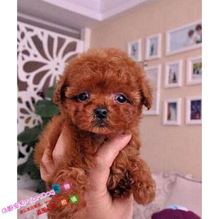 赛级红泰迪幼犬茶杯长不大的泰迪狗玩具型迷你赛级灰色贵宾20g