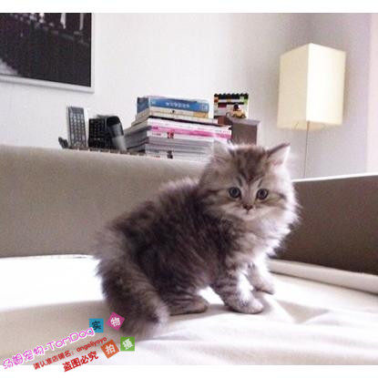 出售金色金吉拉幼猫纯种家养金吉拉宠物猫金吉拉幼猫活体猫咪g