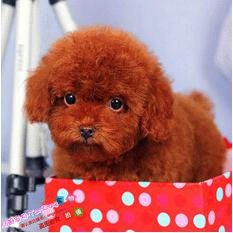 赛级红泰迪幼犬茶杯长不大的泰迪狗玩具型迷你赛级灰色贵宾46g