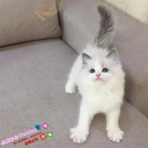 出售活体纯种海豹双色布偶猫