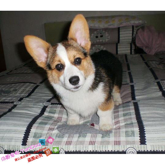 三色短腿柯基幼犬纯种威尔士柯基犬幼犬活体宠物狗狗矮脚狗赛级g