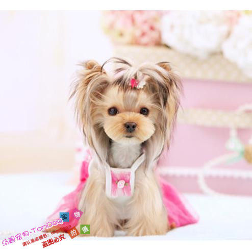 双血统金头银背韩国约克夏梗犬