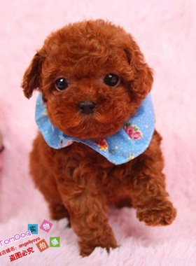 出售纯种泰迪幼犬玩具泰迪犬贵宾犬迷你犬茶杯犬宠物狗狗TD8g