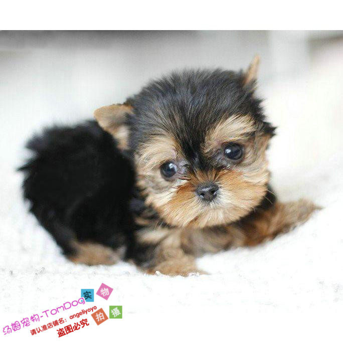 纯种小体袖珍茶杯金头银背约克夏梗犬幼犬宠物狗狗出售可送货g