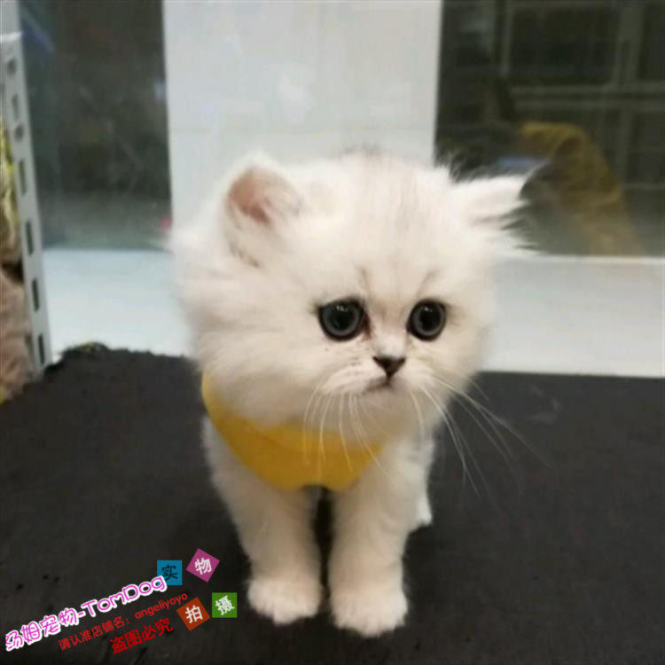 出售金吉拉幼猫长毛猫纯种家养银渐层绿眼宠物猫活体猫咪包健康g,宠物/宠物食品及用品,猫咪,淘宝优惠券,粉丝福利购,淘宝优惠卷