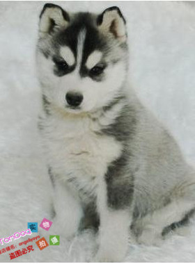 黑色蓝眼睛哈士奇雪橇犬幼犬活体宠物狗二哈全国发货公母都有g