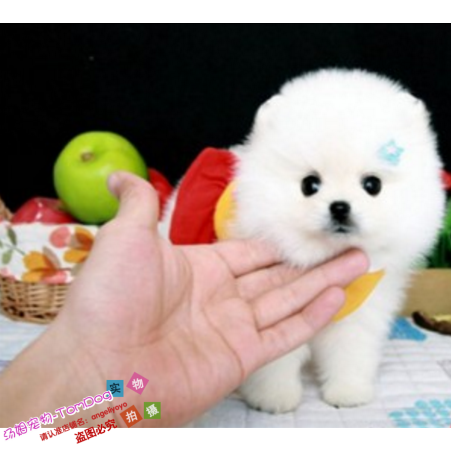 个人家养纯种博美幼犬长不大袖珍犬迷你狐狸宠物狗可上门挑7o