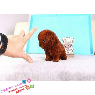 赛级红泰迪幼犬茶杯长不大的泰迪狗玩具型迷你赛级灰色贵宾72g