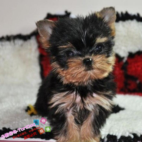 赛级家养约克夏梗犬金头银背小体型约克夏幼犬活体宠物狗g,宠物/宠物食品及用品,狗狗,淘宝优惠券,粉丝福利购,淘宝优惠卷