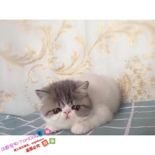 上海猫舍繁育加菲猫宠物猫异国短毛猫家养纯种加菲猫幼猫活体g