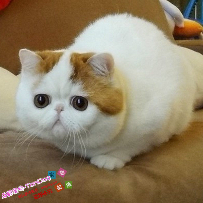 猫舍出售加菲猫幼崽红小胖纯种双c加菲宠物猫活体加菲猫幼猫g