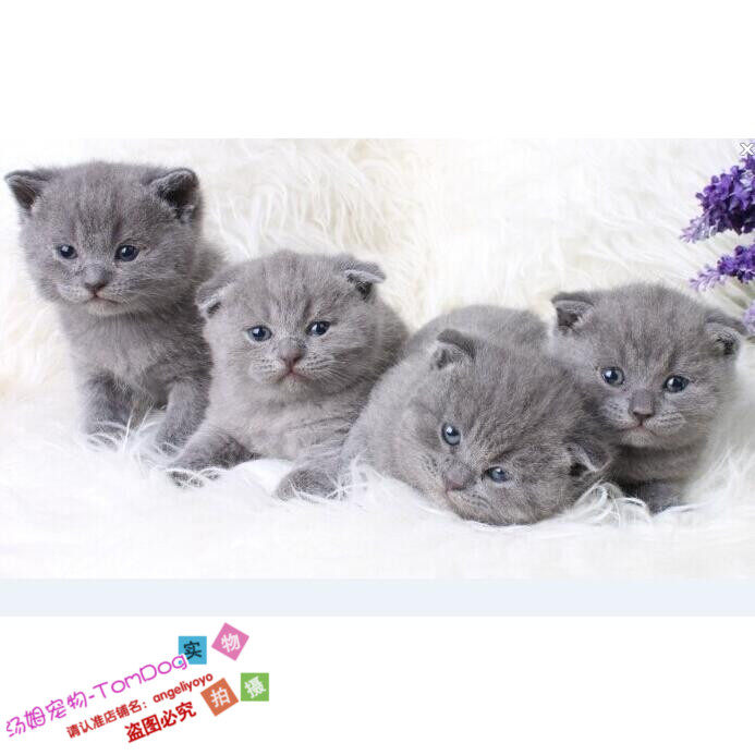 活体宠物猫包子脸纯种英国短毛猫幼猫英短蓝猫折耳猫活体幼猫g,宠物/宠物食品及用品,猫咪,淘宝优惠券,粉丝福利购,淘宝优惠卷