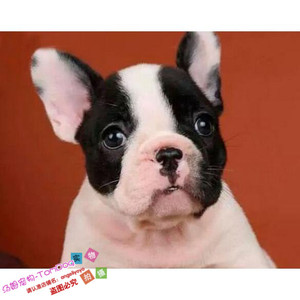 纯种法国斗牛犬幼犬法斗狗狗法牛黑白花苹果脑袋双血统上海家养g