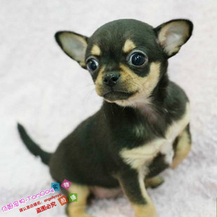 茶杯犬/吉娃娃犬幼犬/吉娃娃狗/吉娃娃幼犬出售吉娃娃幼犬纯种1g